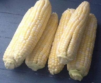 Easy To Operate A Grade Yellow Baby Sweet Corn, Packaging Type: Loose