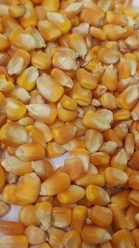 Standerd Food Grain Fresh Yellow Corn, Packaging Type: Plastic Bag