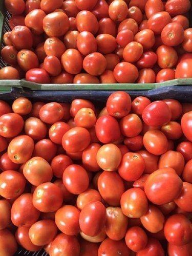 Easy To Operate Pan India Indian Red Fresh Tomato