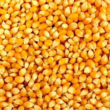 Good Source Of Vitamins, Minerals And Antioxidants Popcorn Seeds Admixture (%): 5%