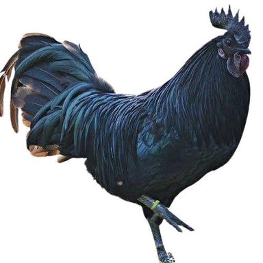  1.5 किलोग्राम और 24 सप्ताह की आयु वाला काला नर कड़कनाथ चिकन 
