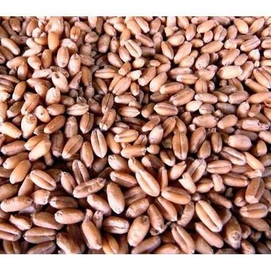 50 Kilogram Food Grade Natural And Organic Cultivated Dried Long Wheat Grain General Medicines