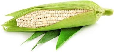 100% Natural Fresh Green Baby Corn For Agriculture  Admixture (%): 10%