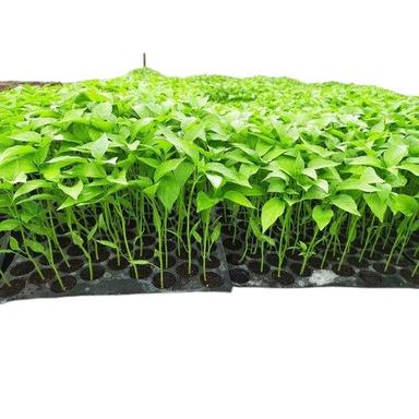 6 Inches Size 11 Cm Long Stem Kashmiri Breed Green Chili Plants Size: 6Inch