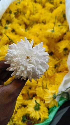 Fresh Jasmine Flowers For Decoration, Gifting