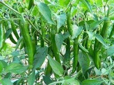Green Chilly Plant