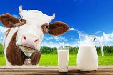 100 Percent Fresh And Pure Cow Milk With Sweet Delicious Taste