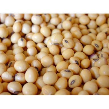 Indian 100 Percent Pure And Organic Gluten Free Soya Bean, High In Protein