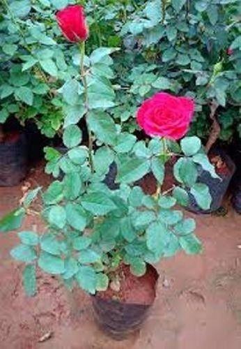 Natural And Fresh Fragrance Red Rose Flower Plant For Gardening