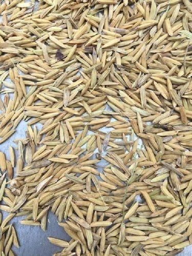 Long Grain Brown Paddy Rice Broken (%): 0.5%