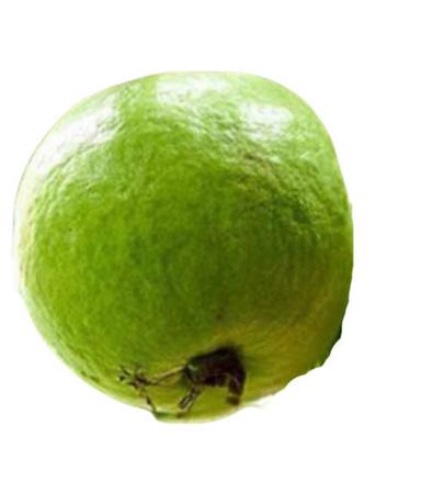 Round Sweet Fresh Guava Commonly Cultivated Food Grade Medium Size In Packaging Of 1 Kilogram