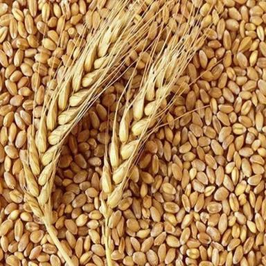 Custom 99% Pure Golden Wheat With Packaging Size 50 Kg And 1 Year Shelf Life
