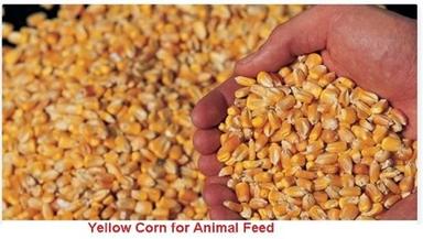 Silver 100 Percent Pure Healthy Nutrient Enriched Organic Yellow Corn For Animal Feeds