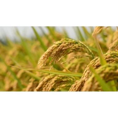99% शुद्ध धूप में सूखे नॉन-टॉक्सिक ऑर्गेनिक चावल की खेती धान के बीज का मिश्रण (%): 5% 