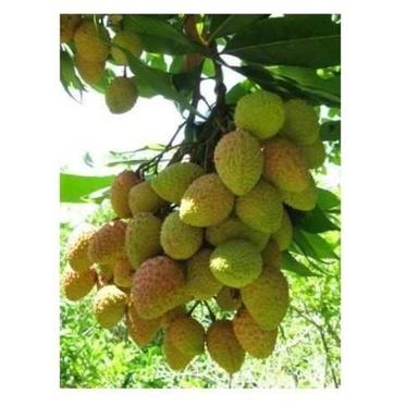 Dark Green Healthy And Beneficial, Litchi Plant With Delicious Fruits