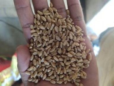 Golden 25 Kg Wheat Grains