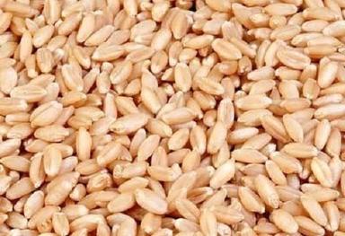 Healthy Nutrition Fiber And Protein Common Cultivation Fresh Wheat Seed Admixture (%): 10%