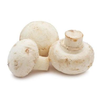 White Rich In Nutrients And Vitamins Oyster Mushroom