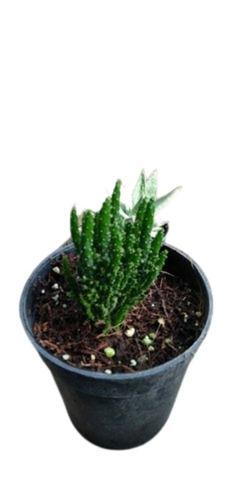Cactuses 10 Inches Long Generic Organic Indoor And Outdoor Gardening Cactus Plant