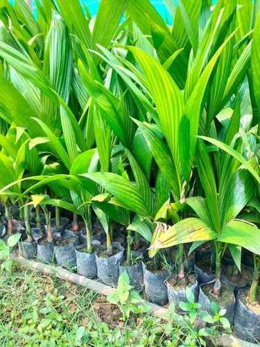 Arecanut Plant For Outdoor With 2 Feet Size