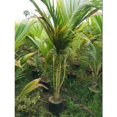 Well Drained 5 Feet Hybrid Coconut Plant, For Outdoor Gender: Women