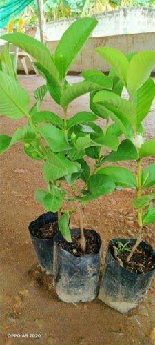 Sappling Thailand Taiwan Pink Guava Plants, For Fruits