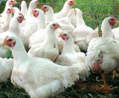 White 1 Month Old Color Boiler Chicken, For Poultry Farm