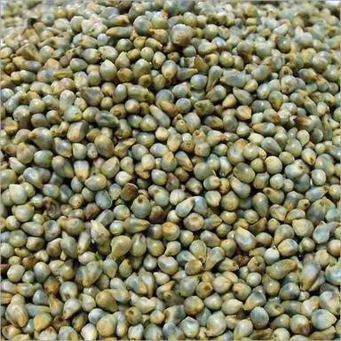 Grains Green Hybrid Pearl Millet Bajra, For Food, High in Protein