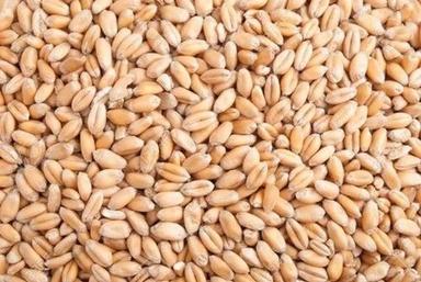 Brown 100% Organic A Grade Natural Wheat Seeds For Agriculture