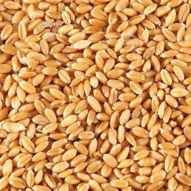Commonly Cultivated Natural Whole Healthy Hybrid Pvw Wheat Seed