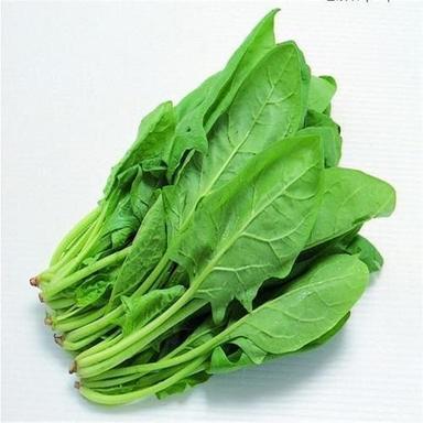 No Pesticides Healthy Natural Rich Taste Green Organic Fresh Spinach Leaves