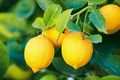 Easy To Digest Sour Natural Taste Healthy Organic Yellow Fresh Lemon