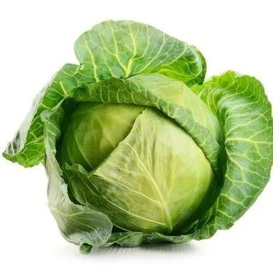 Commonly Harvested Round Fresh Cabbage Vegetables