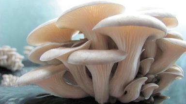 Oyster Mushroom Spawn, Packagign Size 500gm - 2 Kg