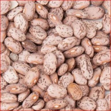 Natural Healthy Rich Taste High In Protein Dried Organic Pinto Beans Application: Commercial