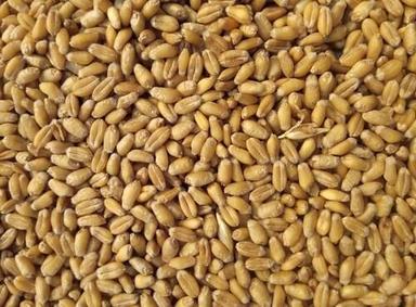 Organic Wheat Used In Cooking, Bread And Cookies Making