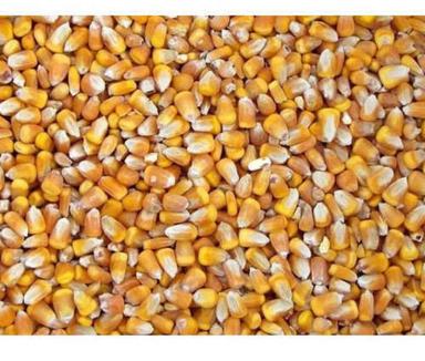 Rich In Vitamins And Minerals 37% Ash Vegetable Edible Sun Dry Well Drained Corn Seeds