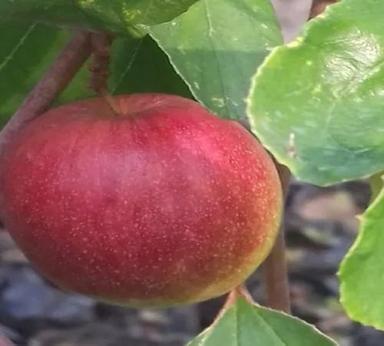 Orange Kashmiri Apple Ber Plant