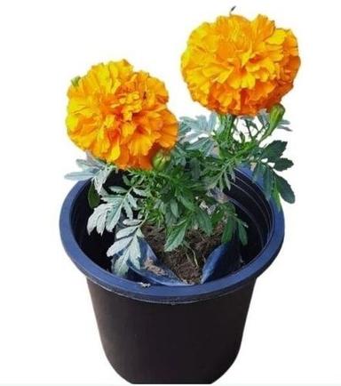 Green 15.3 Centimeter Fresh Marigold Plant For Outdoor
