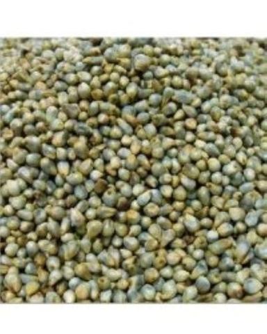 Greenish Natural Hybrid Pearl Millet Seeds
