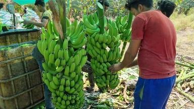 Healthy And Nutritious Absolutely Delicious Easily Affordable Fresh Green Banana