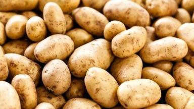 100% Natural And Healthy Fresh Potatoes For Cooking