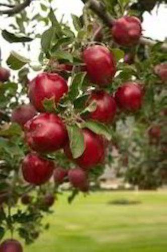Red Cool Environment Areas Healthy Rich And Natural Round Apple Plants 