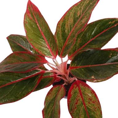Red And Green Air Purifying Aglaonema Plant With Low Maintanance