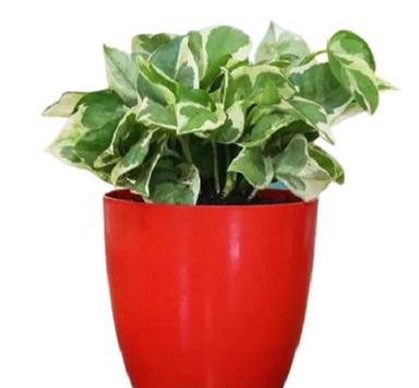 Green Split Leaf Money Plant For Home And Office