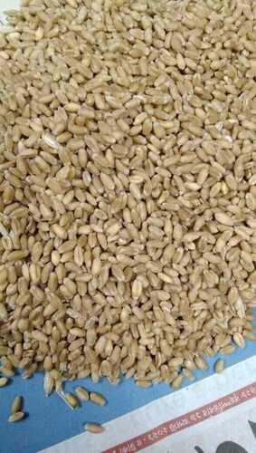 High In Protein Indian Fresh Wheat With 12 Month Shelf Life And 50 Kg Packaging Size