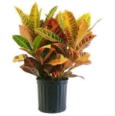 Golden 2 Feet Natural Air Purify Glossy Leathery Leaves Petra Croton Herbal Plant