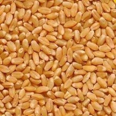 A-Grade 99%Pure 14.5%Moisture 1%Foreign Particles Hard Plain Organic Wheat Grains Broken (%): 2%