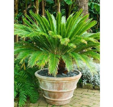 Sago Palm Decorative Outdoor Leaves Plant From Home And Office 