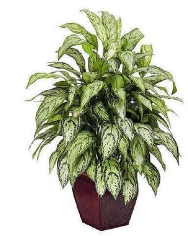 Araceae Family Easy Grow Aglaonema Plants For Garden And Home Decoration